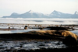 Morgens am Fjord vor Narvik