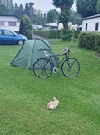 Paris 2025, zahmes Karnickel am Zelt auf dem Camping Vieux Moulin
