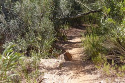 Camp du Domaine, Waldweg nach Cabasson