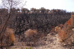 Cabasson, Schotterweg und Brandschden