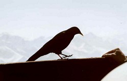 Krähe am Nebelhorn