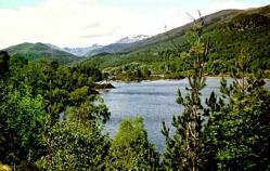 Hommingberger Gepardenforelle - Glen Affric